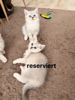 Noch 1 BKH-Kätzchen suchen ein liebevolles Zuhause kitten sofort 