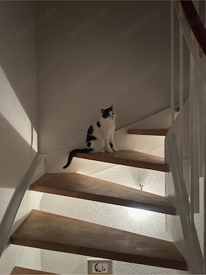 Liebevoller Kater sucht ein neues Zuhause