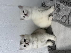 Britisch Kurzhaar Kitten Katzen
