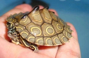 Schildkröte