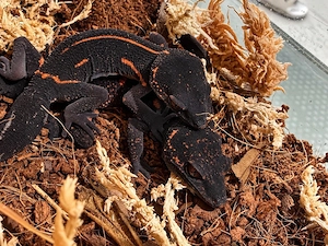 Okinawa Krallengecko 0.2