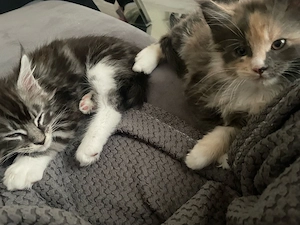 süsse maine coon kitten wir suchen ein neues zuhause  Bild 2