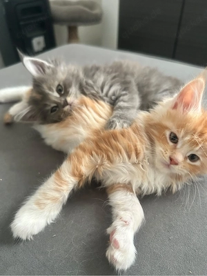 XL maine coon wir suchen ein neues zuhause 