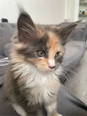 süsse maine coon kitten wir suchen ein neues zuhause  Bild 4