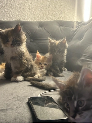 süsse maine coon kitten wir suchen ein neues zuhause  Bild 3
