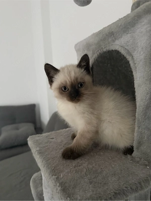 4 süße kitten suchen neues zuhase  