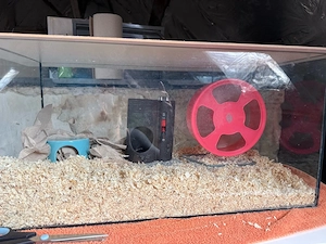 Terrarium zu verschenken