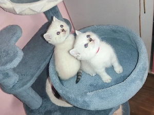 Britisch kurzhaar Kitten 