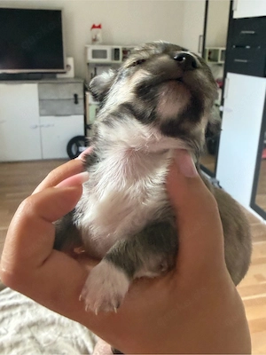 Wunderschöne Chihuahua Welpen
