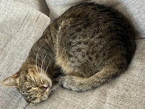 EKH Katze Nala kastriert 