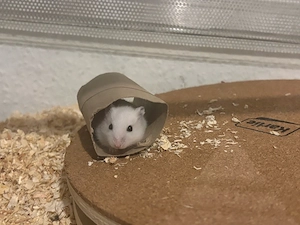 Zwerg Hamster 