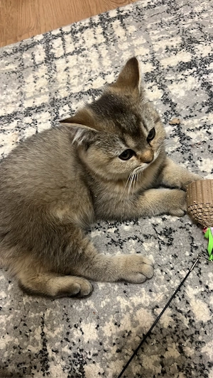 Kleine Süße Katze BKH reinrassig
