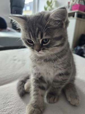 BKH Kitten Zwillinge Männlich Weiblich Bild 5