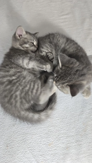 BKH Kitten Zwillinge Männlich Weiblich Bild 9