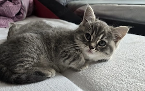 BKH Kitten Zwillinge Männlich Weiblich Bild 3