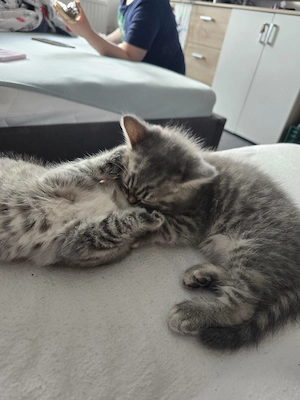 BKH Kitten Zwillinge Männlich Weiblich Bild 10