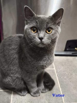 BKH Kitten Zwillinge Männlich Weiblich Bild 6