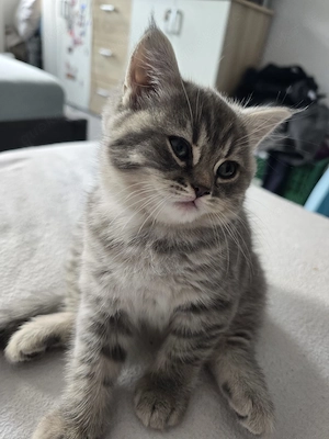 BKH Kitten Zwillinge Männlich Weiblich Bild 7