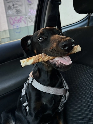 Dobby sucht ein neues Zuhause 