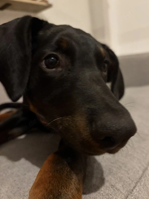 Dobby sucht ein neues Zuhause  Bild 3
