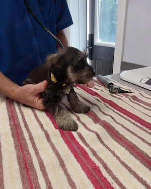 Schnauzer Puppies For Sale 