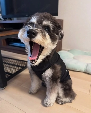 Schnauzer Puppies 