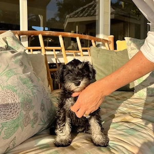 Schnauzer Puppies For Sale 