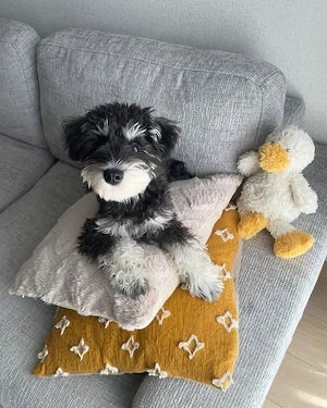 Schnauzer Puppies For Sale 