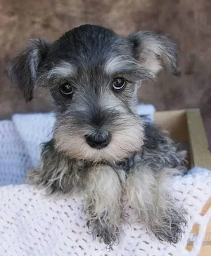Schnauzer Puppies 