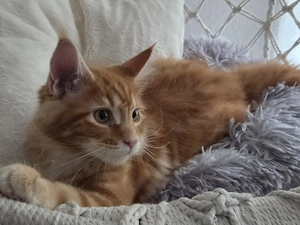 Simba sucht ein zuhause 