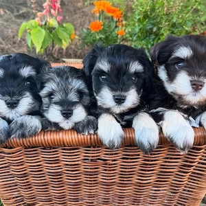 Schnauzer Puppies For Sale 