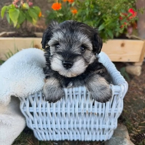 Male and female schnauzer puppies