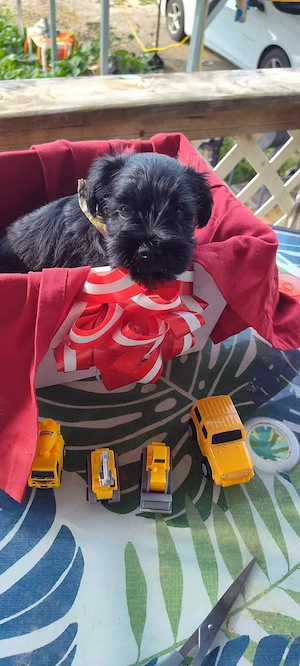 Schnauzer Puppies For Sale 