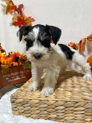 Schnauzer Puppies For Sale 
