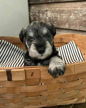 Schnauzer Puppies 