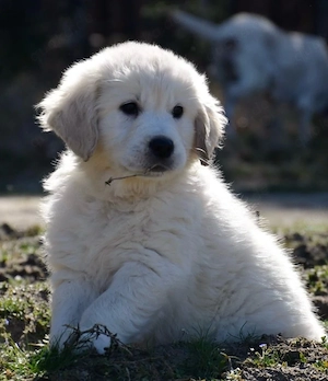 Golden Retriever Mädchen und Junge