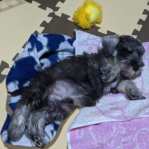 Schnauzer Puppies For Sale 