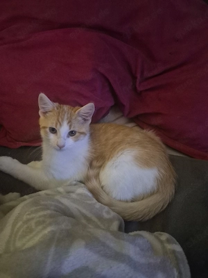 Maine Coon Waldkatzen  Mix Kitten 