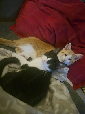 Maine Coon Waldkatzen Glückskatzen Mix Kitten 