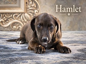 Hamlet - bereit für sein Zuhause