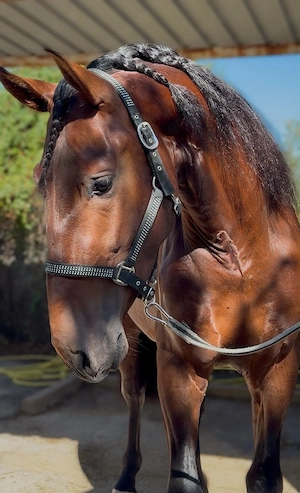 Duque ABS, PRE Pua Raza Espanola, Hengst, 3 Jahre, Brauner 