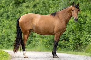 Serpienta - PRE, Stute, 3 Jahre, Braun mit Pearlgen Bild 5