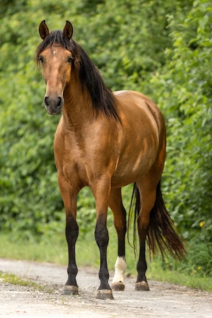 Serpienta - PRE, Stute, 3 Jahre, Braun mit Pearlgen Bild 4