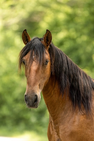 Serpienta - PRE, Stute, 3 Jahre, Braun mit Pearlgen Bild 3