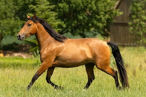 Serpienta - PRE, Stute, 3 Jahre, Braun mit Pearlgen Bild 6