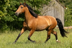 Serpienta - PRE, Stute, 3 Jahre, Braun mit Pearlgen Bild 2