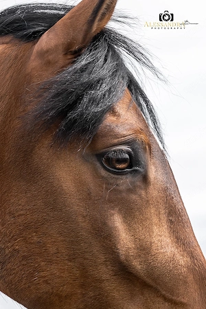 Gitano - Andalusier, Wallach, 14 Jahre, Braun Bild 7