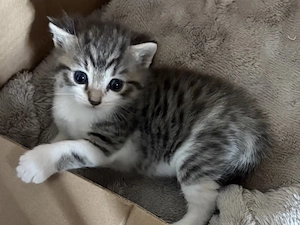 Süßer Perser Main Coone Mix Kater   