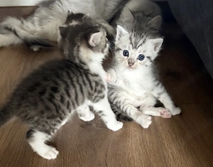 Süße Perser  Main Coone Mix Kitten 