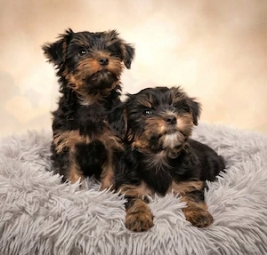 yorkshire Terrier Welpen